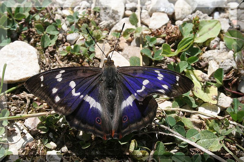 Apatura iris  delle Prealpi Vicentine